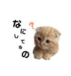 ねこのむぎ日常スタンプ（個別スタンプ：1）
