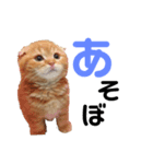 ねこのむぎ日常スタンプ（個別スタンプ：3）