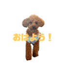 cocoスタンプだぞ2（個別スタンプ：6）