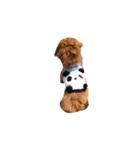 cocoスタンプだぞ2（個別スタンプ：10）