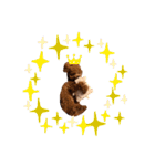 cocoスタンプだぞ2（個別スタンプ：12）