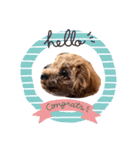 cocoスタンプだぞ2（個別スタンプ：16）
