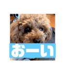cocoスタンプだぞ2（個別スタンプ：17）