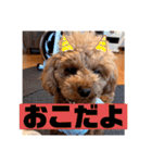 cocoスタンプだぞ2（個別スタンプ：20）