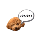 cocoスタンプだぞ2（個別スタンプ：24）