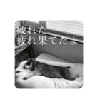 福太郎スタンプ①（個別スタンプ：5）