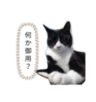 影からウシ（個別スタンプ：1）