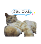 影からウシ（個別スタンプ：5）