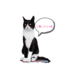 影からウシ（個別スタンプ：17）