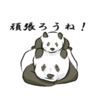 親子パンダの日常（個別スタンプ：13）
