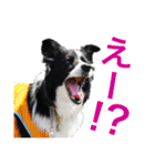 ボーダーコリーキャンディー（個別スタンプ：5）