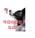 ボーダーコリーキャンディー（個別スタンプ：9）