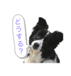 ボーダーコリーキャンディー（個別スタンプ：10）