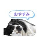 ボーダーコリーキャンディー（個別スタンプ：13）