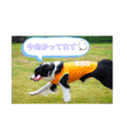 ボーダーコリーキャンディー（個別スタンプ：15）