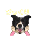 ボーダーコリーキャンディー（個別スタンプ：19）
