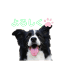 ボーダーコリーキャンディー（個別スタンプ：20）