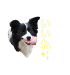 ボーダーコリーキャンディー（個別スタンプ：21）