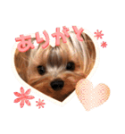 YORKIEs' sisbro（個別スタンプ：1）