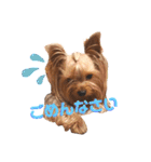 YORKIEs' sisbro（個別スタンプ：2）
