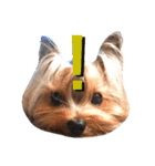 YORKIEs' sisbro（個別スタンプ：3）