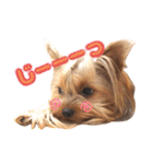 YORKIEs' sisbro（個別スタンプ：4）