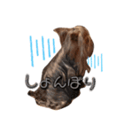 YORKIEs' sisbro（個別スタンプ：5）