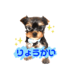 YORKIEs' sisbro（個別スタンプ：6）