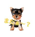 YORKIEs' sisbro（個別スタンプ：7）