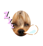 YORKIEs' sisbro（個別スタンプ：8）