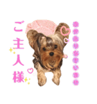 YORKIEs' sisbro（個別スタンプ：9）