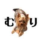 YORKIEs' sisbro（個別スタンプ：11）