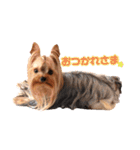 YORKIEs' sisbro（個別スタンプ：13）