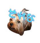 YORKIEs' sisbro（個別スタンプ：14）
