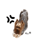 YORKIEs' sisbro（個別スタンプ：15）