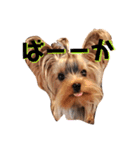 YORKIEs' sisbro（個別スタンプ：17）