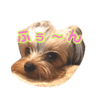 YORKIEs' sisbro（個別スタンプ：18）