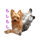 YORKIEs' sisbro（個別スタンプ：19）