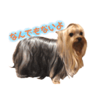 YORKIEs' sisbro（個別スタンプ：20）