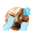 YORKIEs' sisbro（個別スタンプ：21）