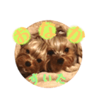 YORKIEs' sisbro（個別スタンプ：22）