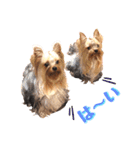 YORKIEs' sisbro（個別スタンプ：23）