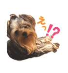 YORKIEs' sisbro（個別スタンプ：24）