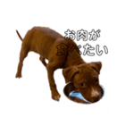 PITBULL パピー期（個別スタンプ：2）