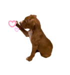 PITBULL パピー期（個別スタンプ：3）