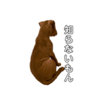 PITBULL パピー期（個別スタンプ：5）