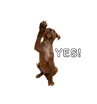 PITBULL パピー期（個別スタンプ：6）
