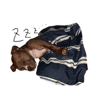 PITBULL パピー期（個別スタンプ：7）