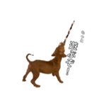PITBULL パピー期（個別スタンプ：9）