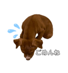 PITBULL パピー期（個別スタンプ：11）